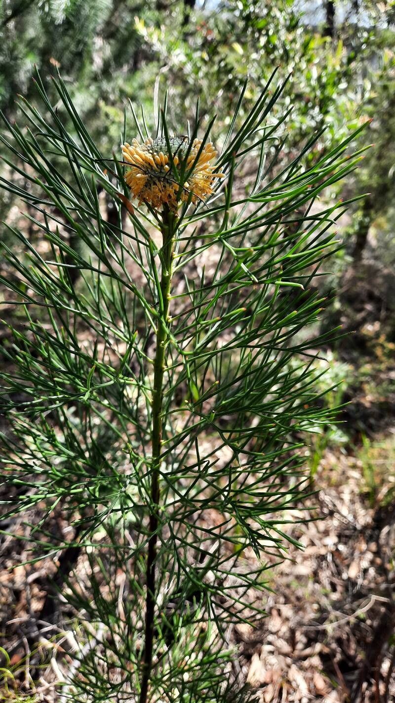 Isopogon anethifolius — related species from the same genus