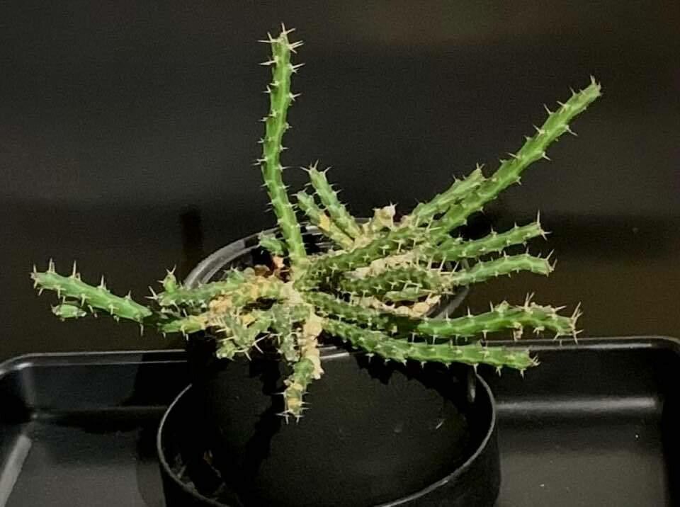 Euphorbia dichroa — search result for 'Dichroa'