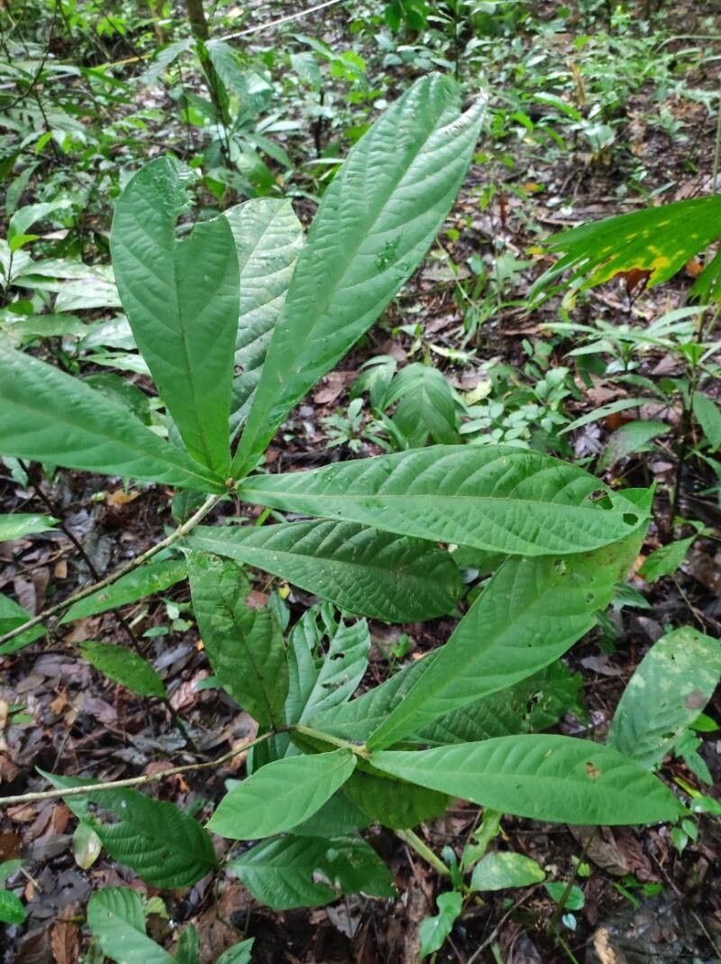Ocotea macrophylla leaf