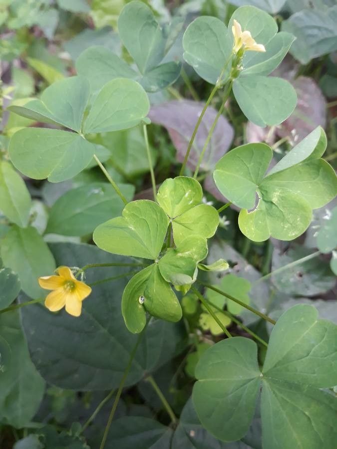 Oxalis fontana flower