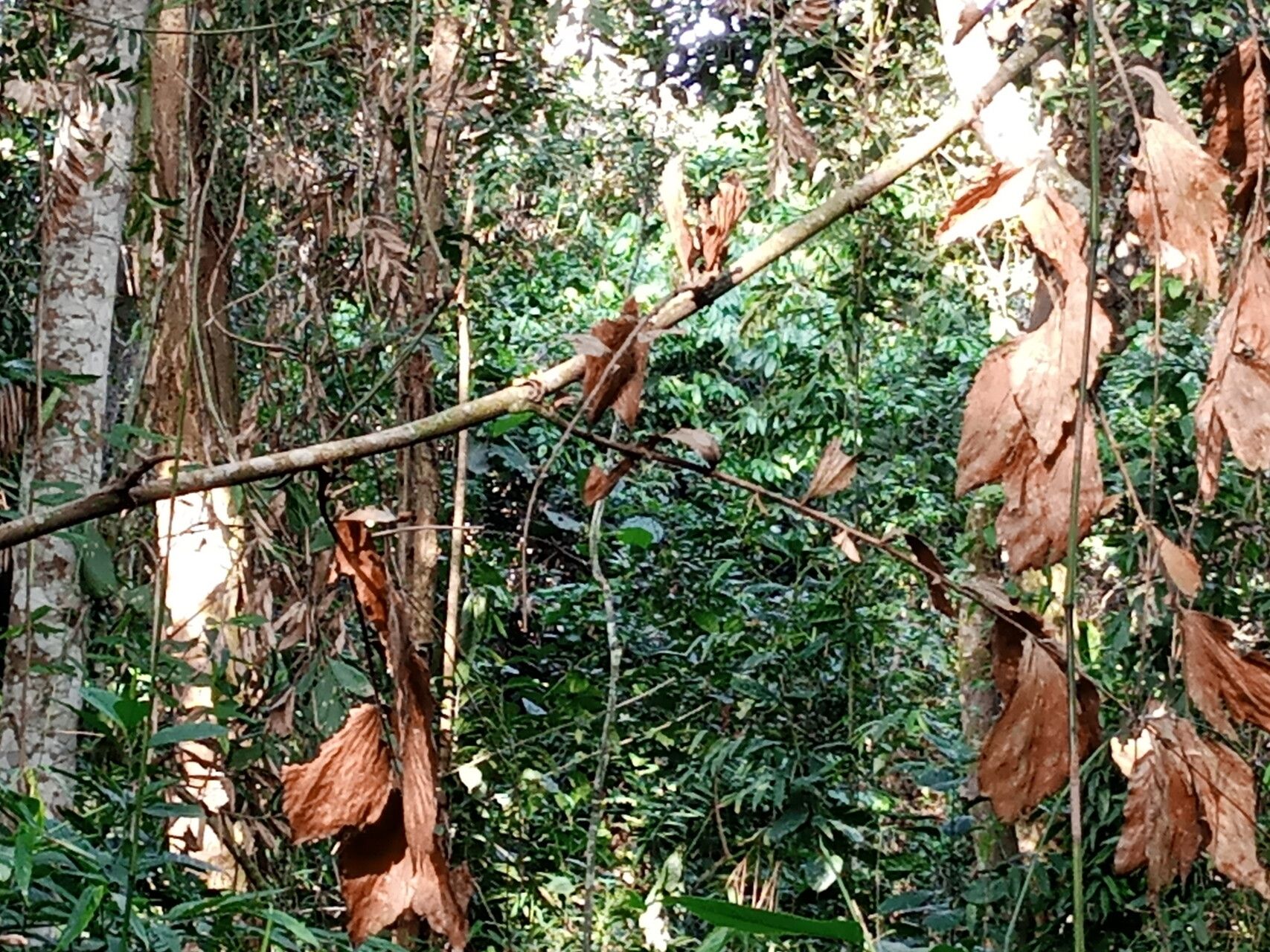 Eremospatha wendlandiana — houseplant care guide