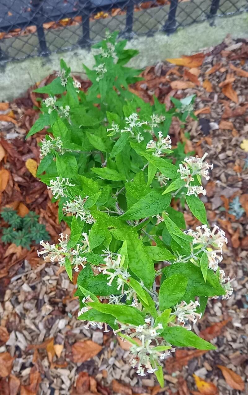 Buddleja auriculata habit