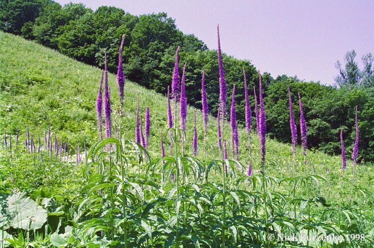 Leptandra sibirica — houseplant care guide