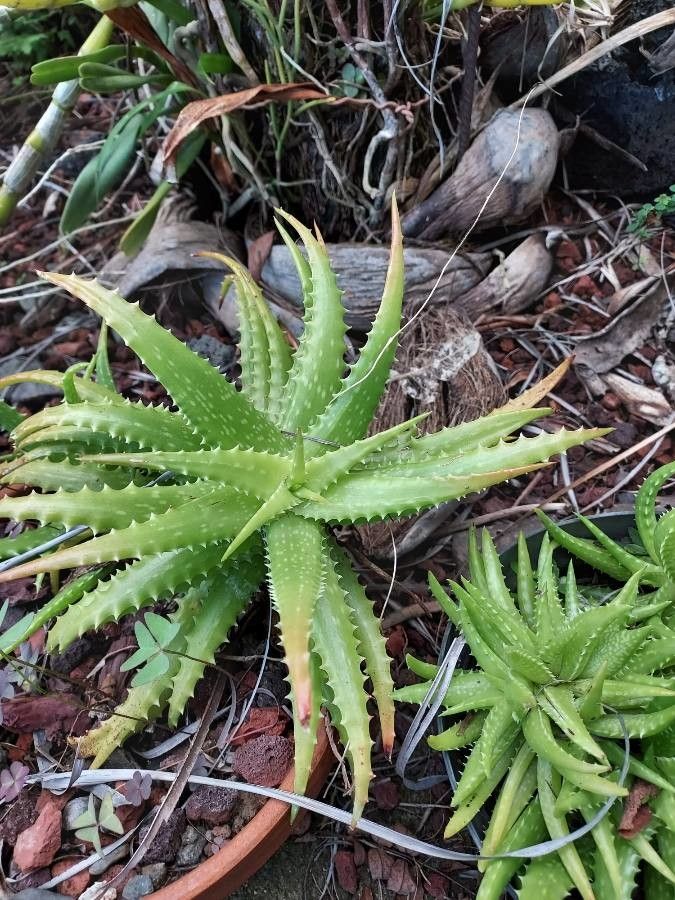 Aloe dorotheae leaf