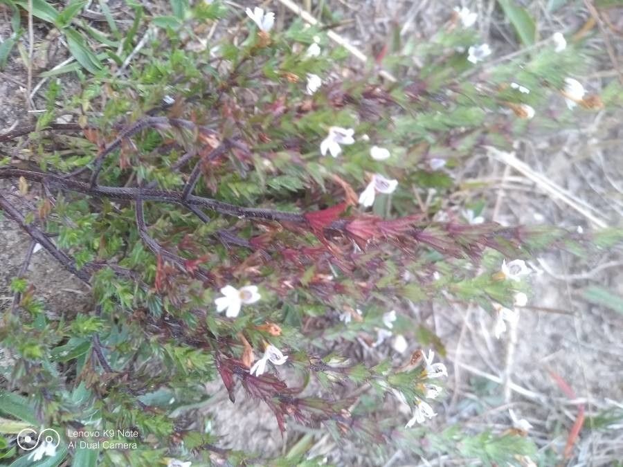 Euphrasia salisburgensis leaf