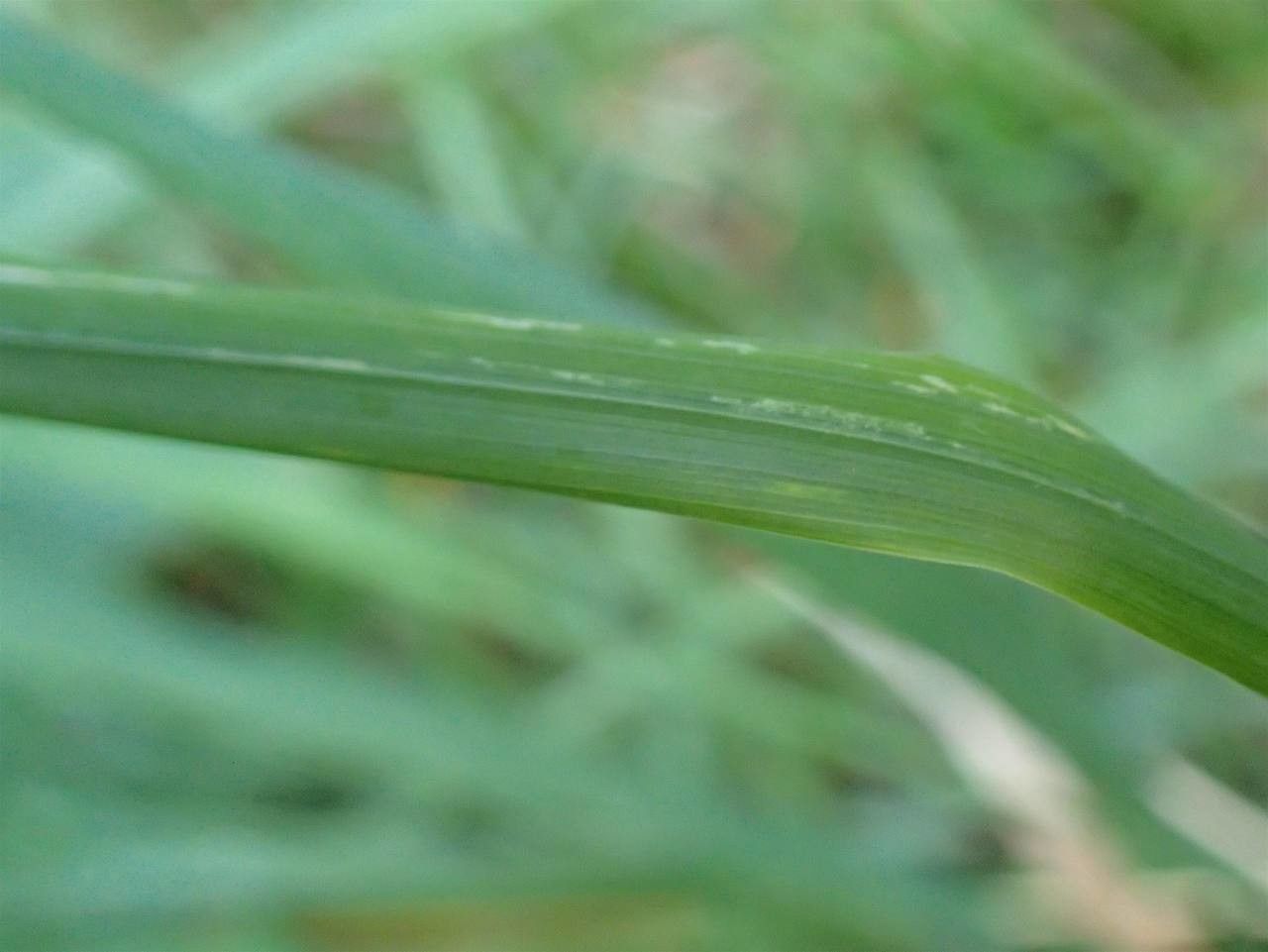 Calamagrostis varia — search result for 'Calamagrostis'
