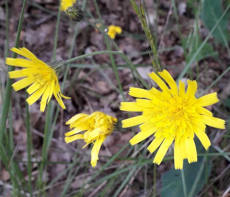 Hieracium glaucinum flower