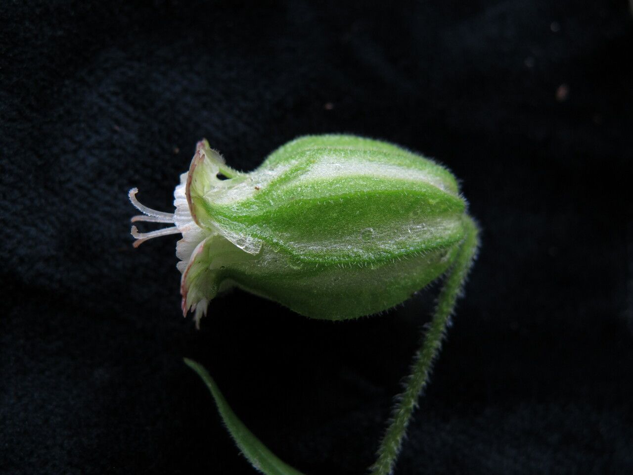 Silene indica fruit
