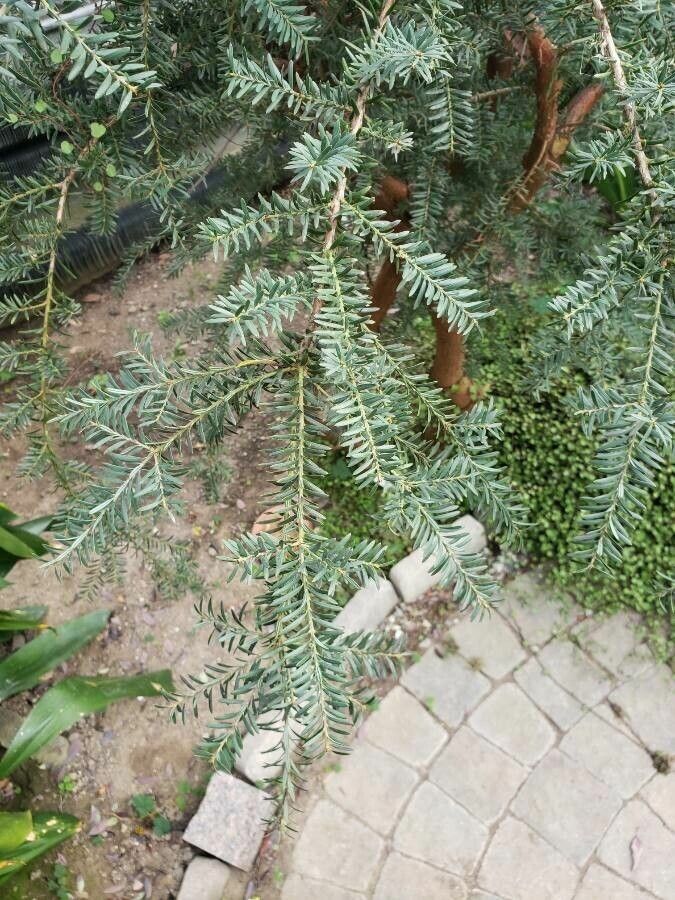 Podocarpus lawrencei leaf