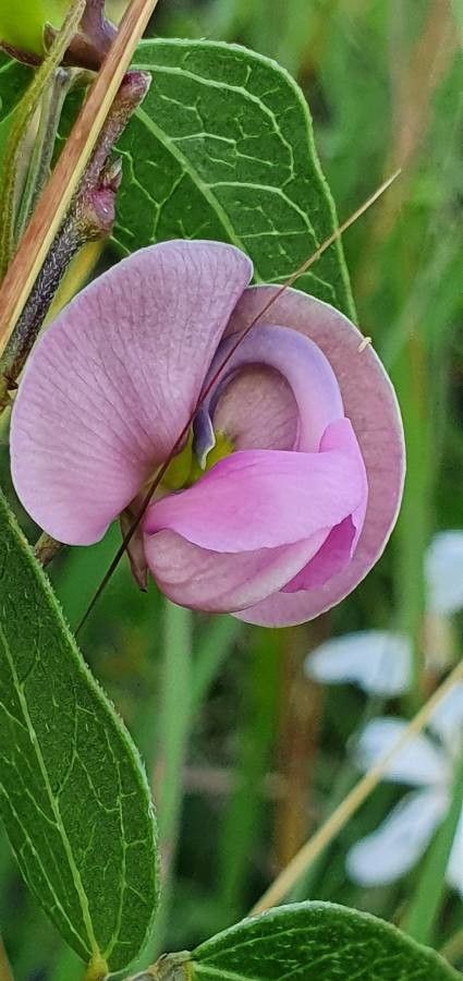 Vigna macrorhyncha flower