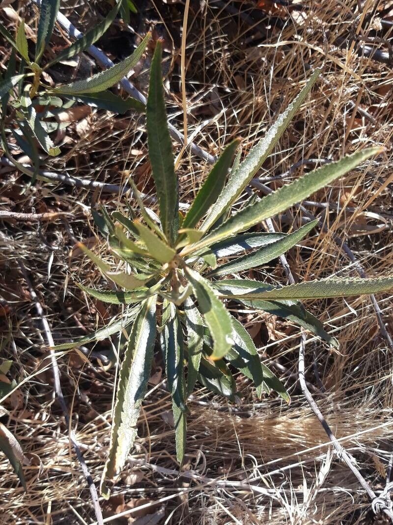 Eriodictyon trichocalyx — houseplant care guide