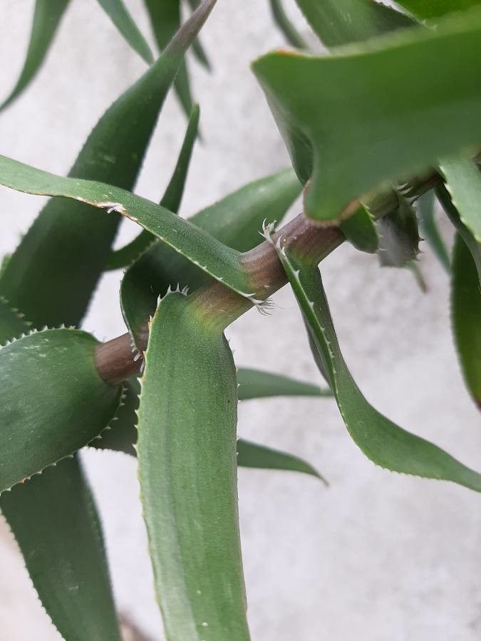 Aloe ciliaris bark