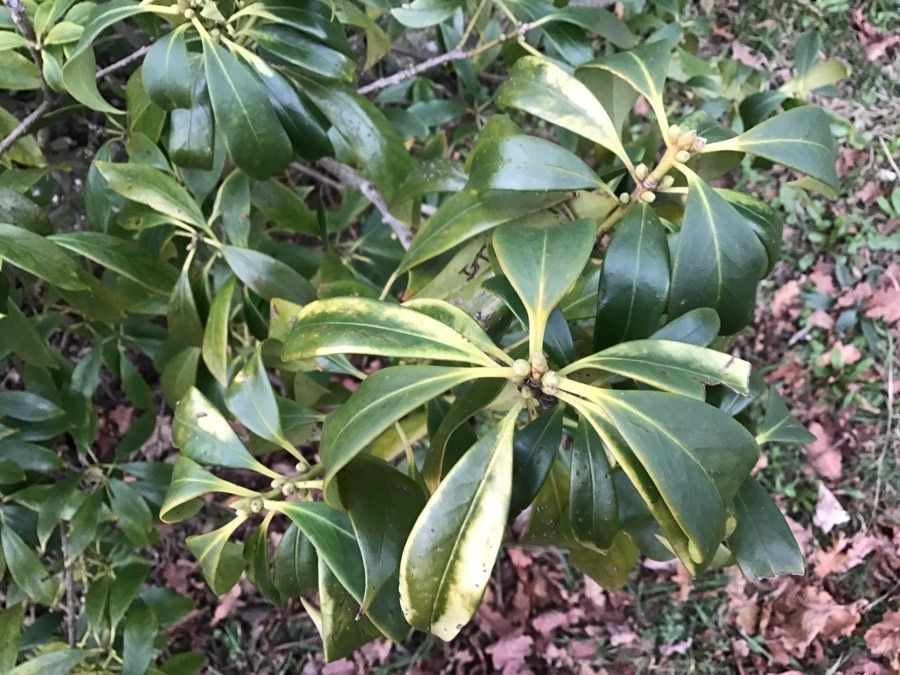 Illicium verum leaf