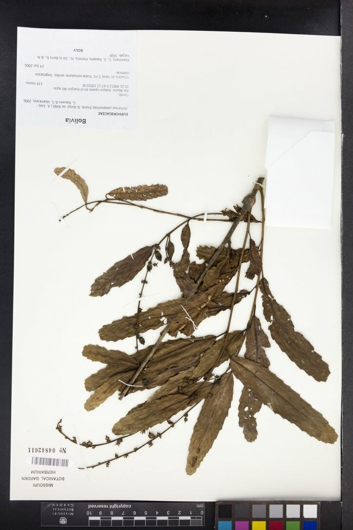 Alchornea castaneifolia other