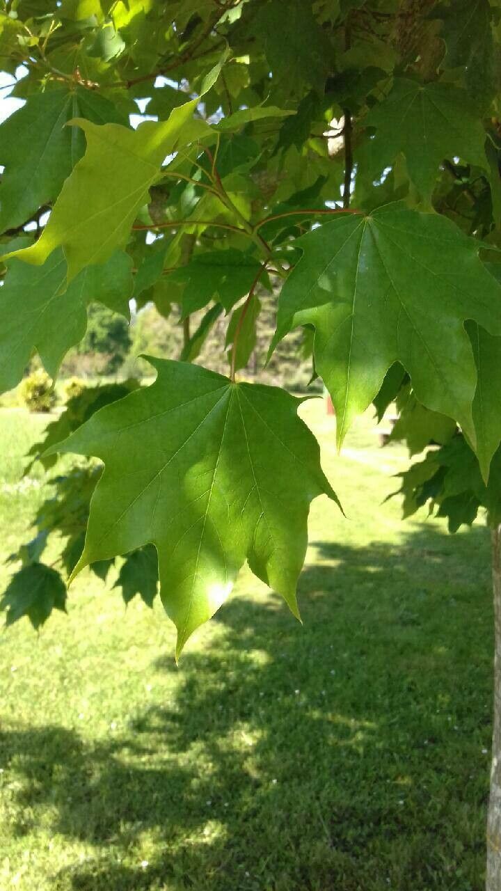 Acer cappadocicum — search result for 'Acer'