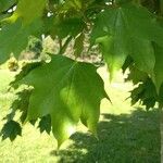 Acer cappadocicum