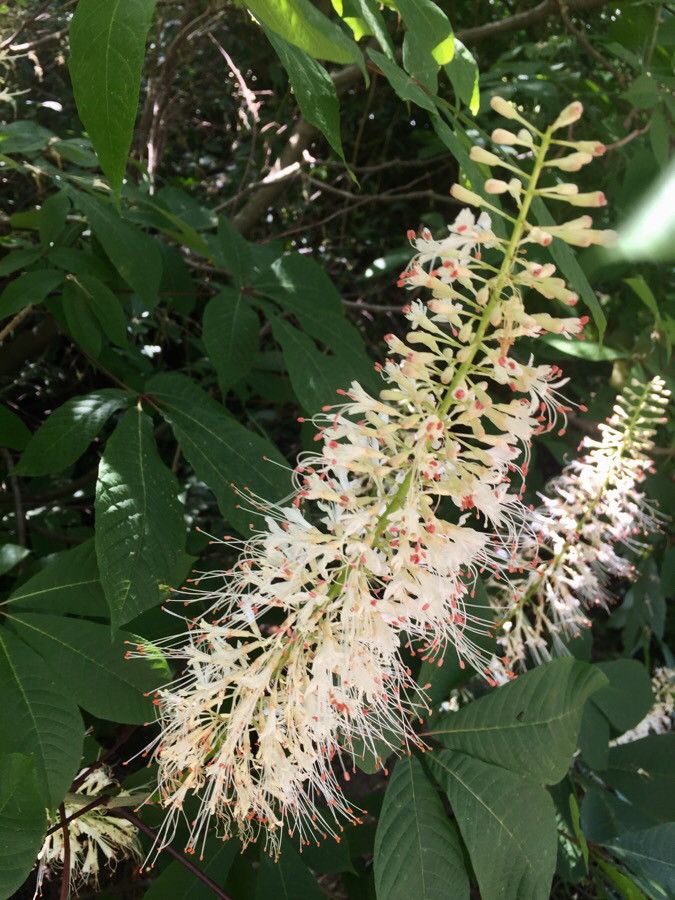 Aesculus parviflora flower