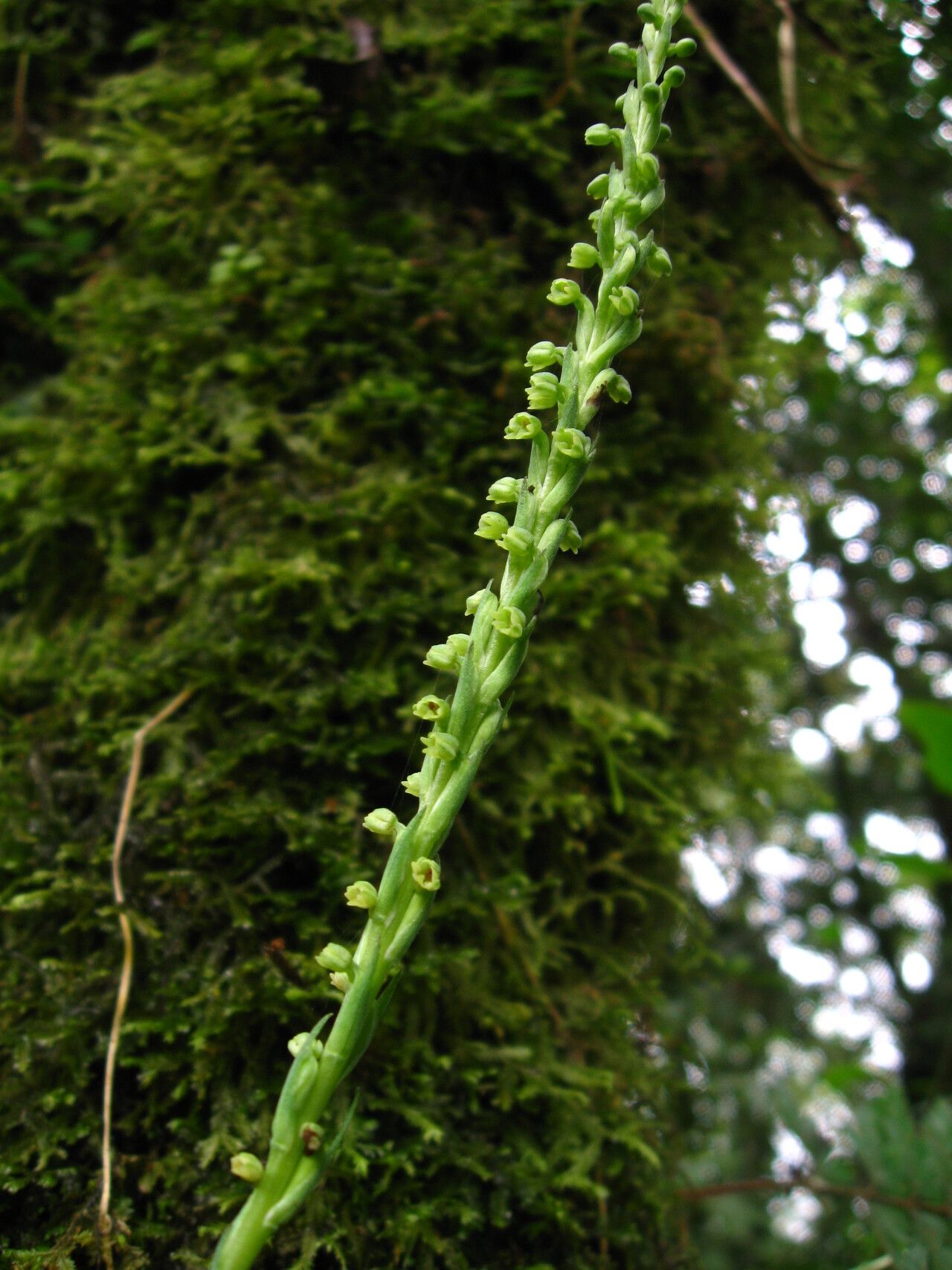 Habenaria microceras flower