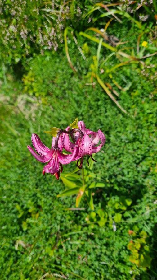Lilium martagon leaf