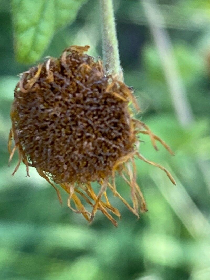 Pulicaria odora fruit