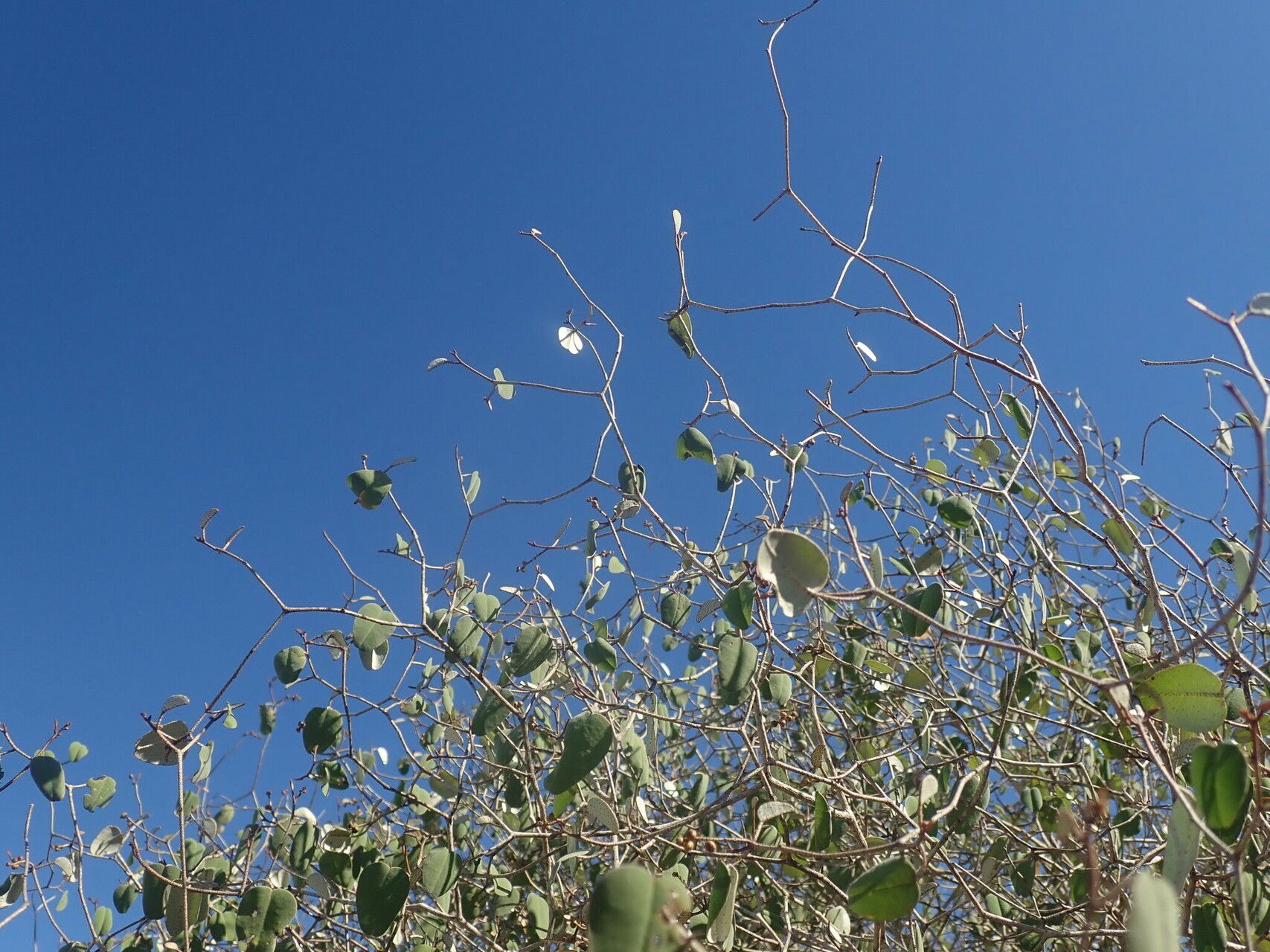 Croton miarensis leaf