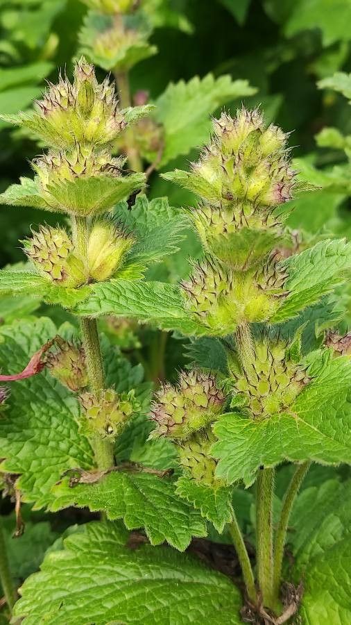 Betonica macrantha fruit