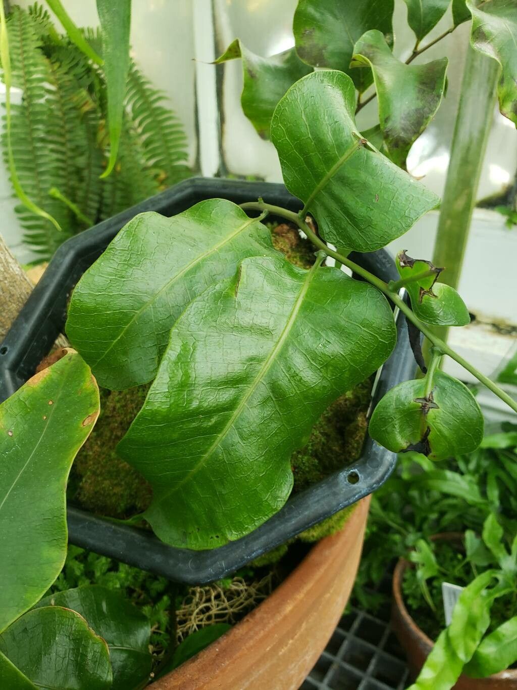 Pleopeltis fimbriata — houseplant care guide