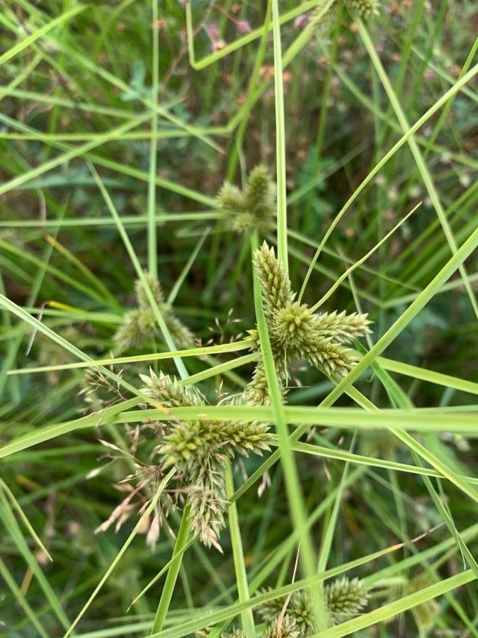 Cyperus alopecuroides fruit