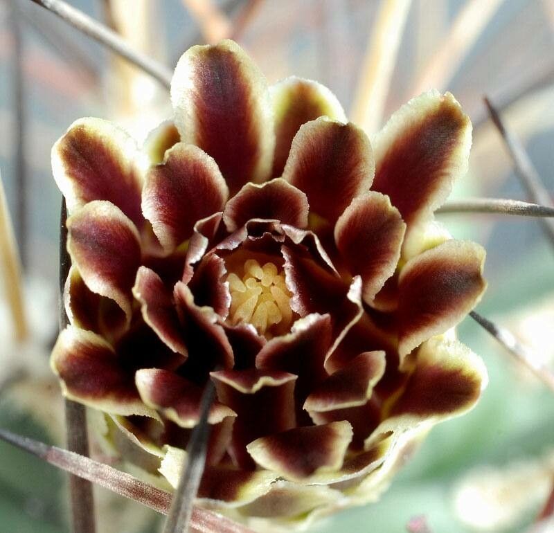 Ferocactus uncinatus flower