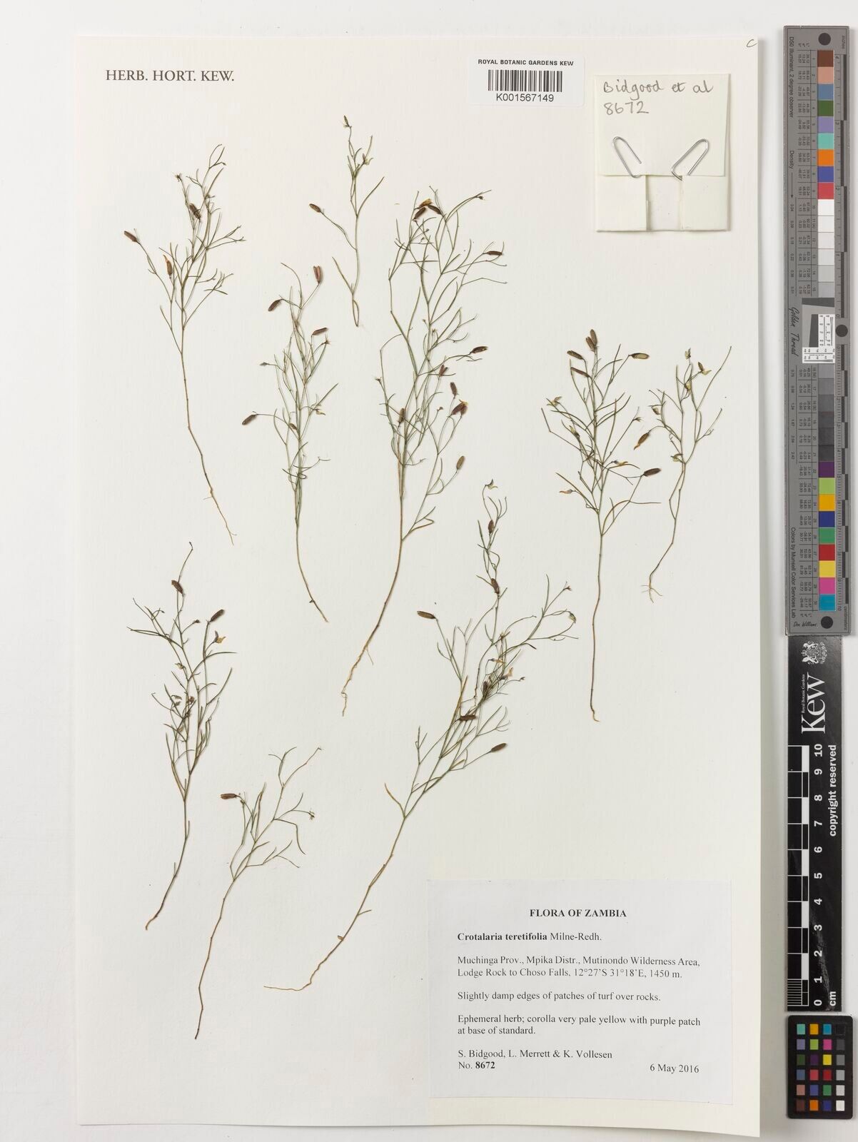 Crotalaria teretifolia — houseplant care guide