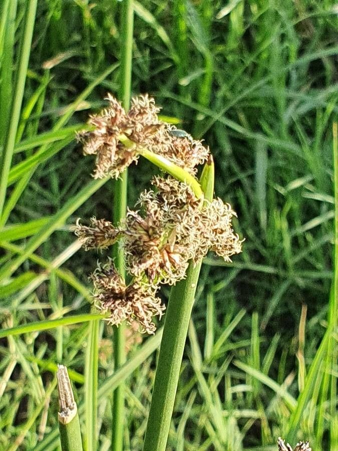 Scirpus brachyceras flower