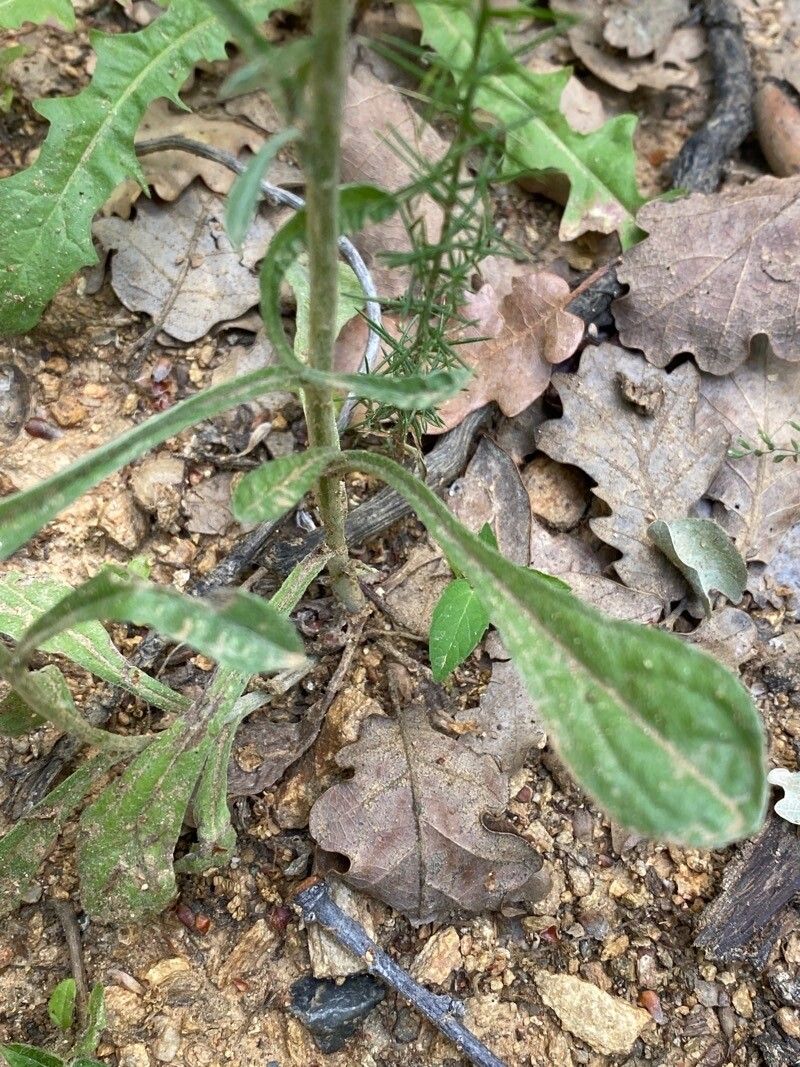 Gnaphalium coarctatum leaf