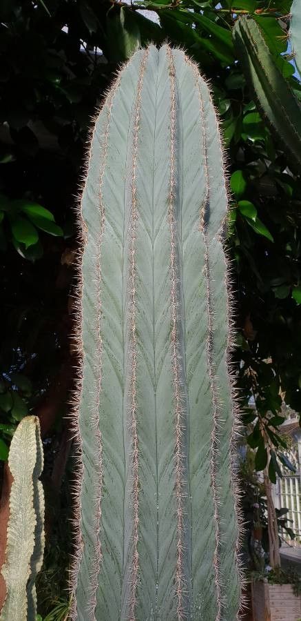 Polaskia chichipe — unique fruits houseplant