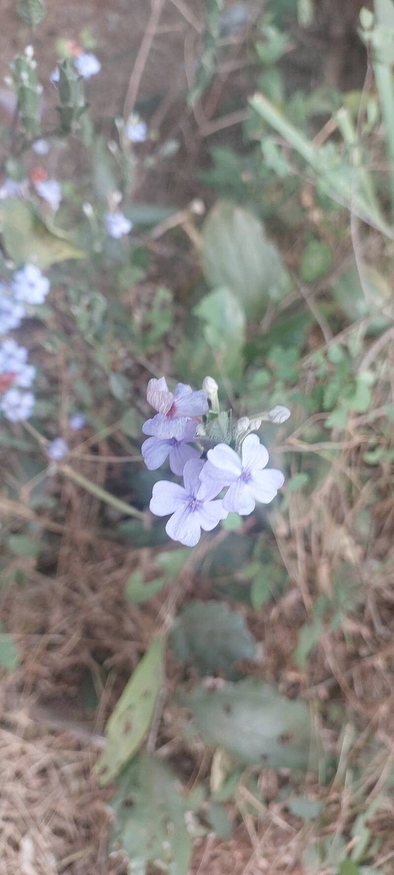 Eranthemum purpurascens flower