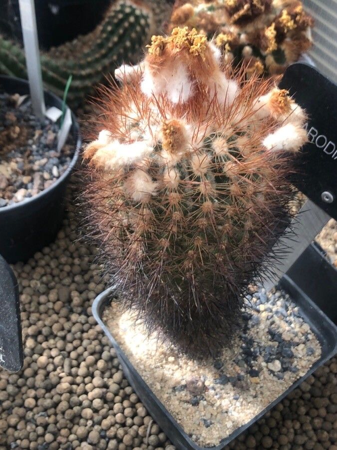 Parodia stuemeri — houseplant care guide