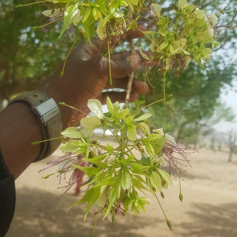 Crateva adansonii flower