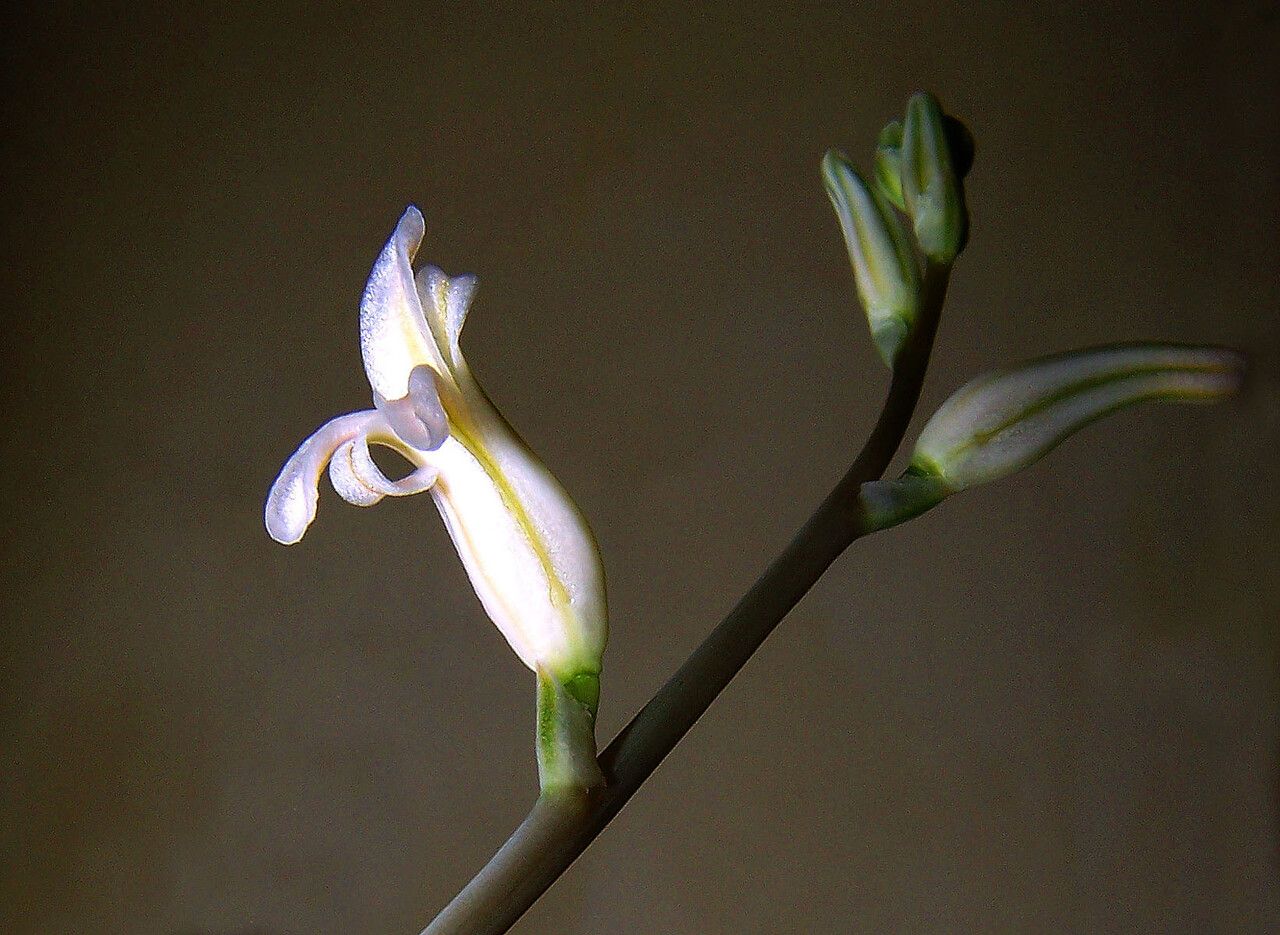 Haworthia cooperi flower