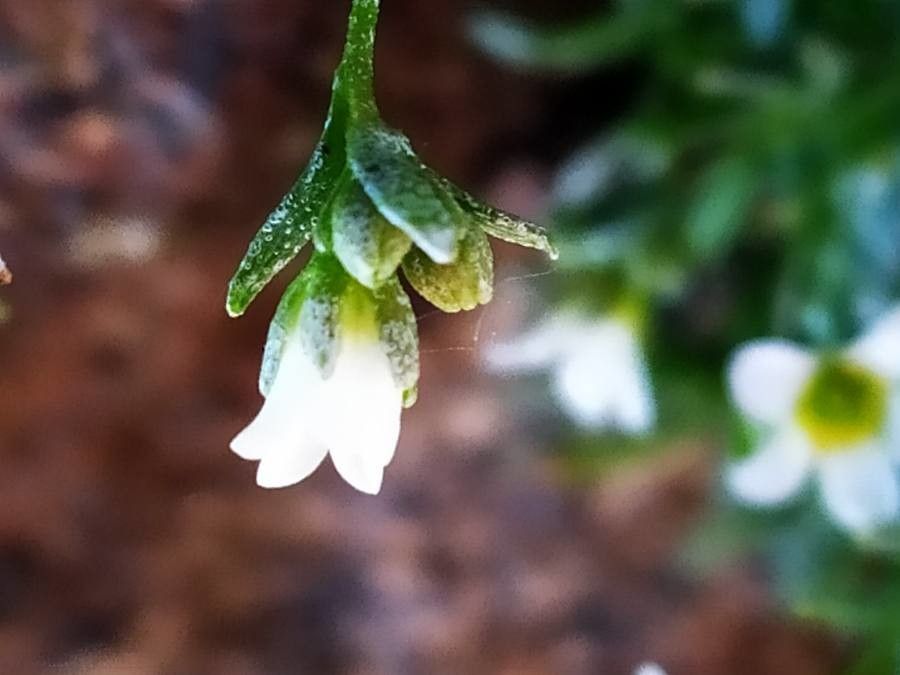 Saxifraga pentadactylis flower
