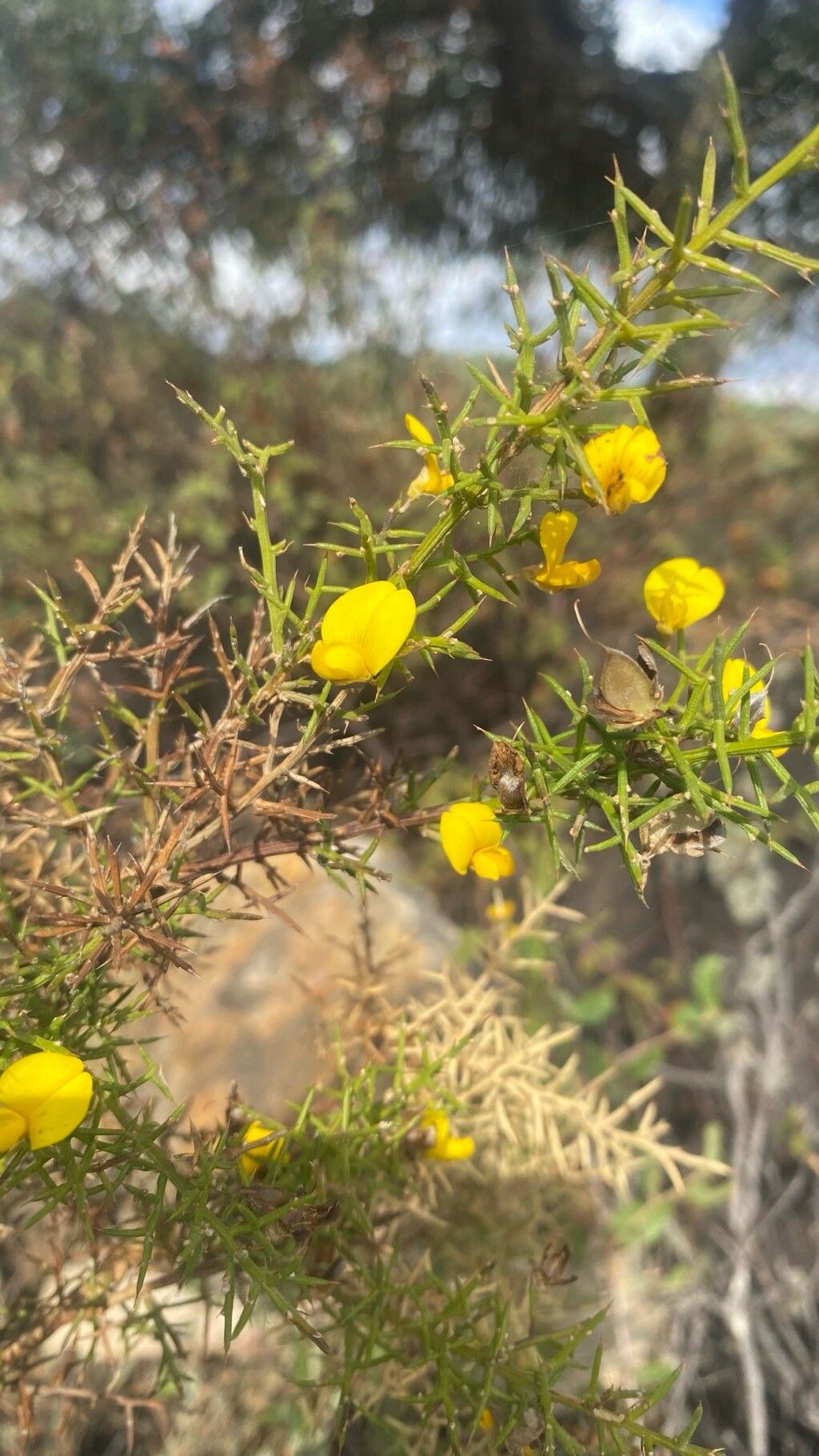 Ulex baeticus — related species from the same genus