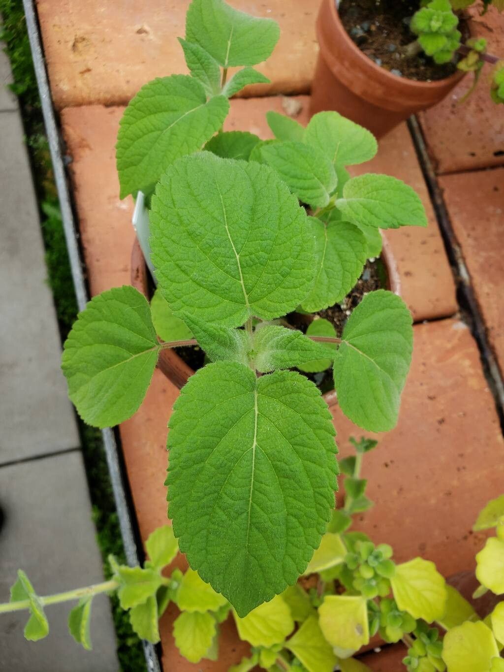 Salvia puberula — houseplant care guide