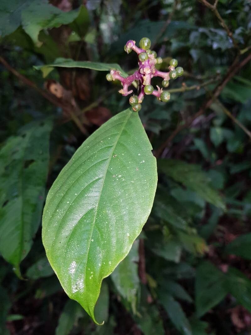 Palicourea winkleri — houseplant care guide