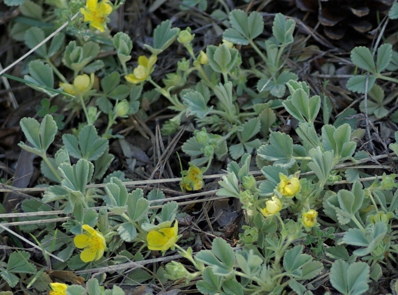 Argentina peduncularis — houseplant care guide