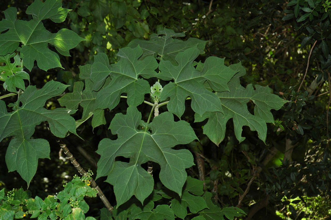 Montanoa hibiscifolia leaf