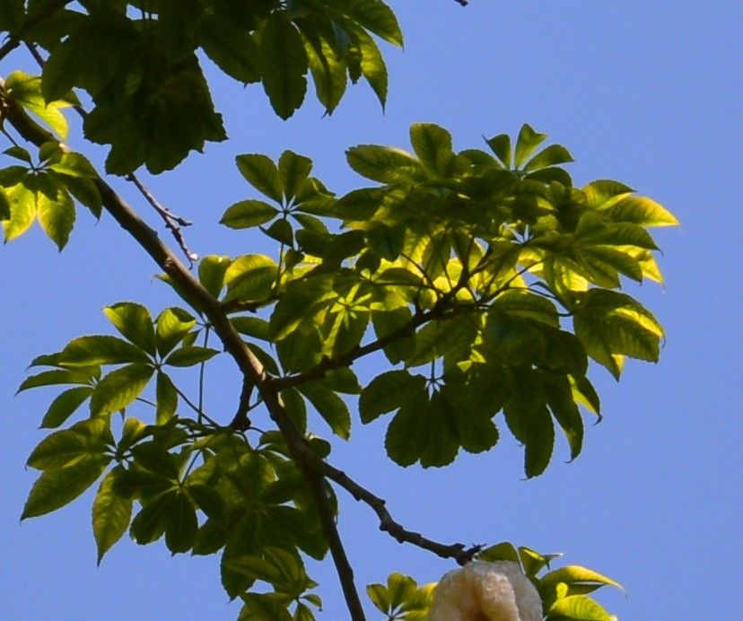 Chorisia speciosa leaf