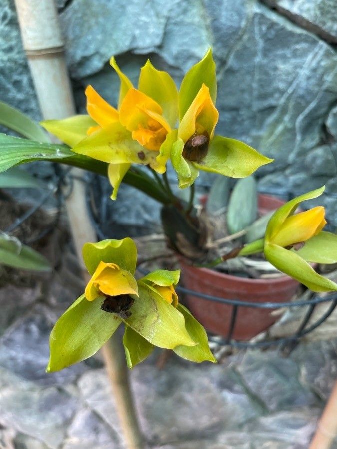 Lycaste aromatica — search result for 'Orchidaceae'