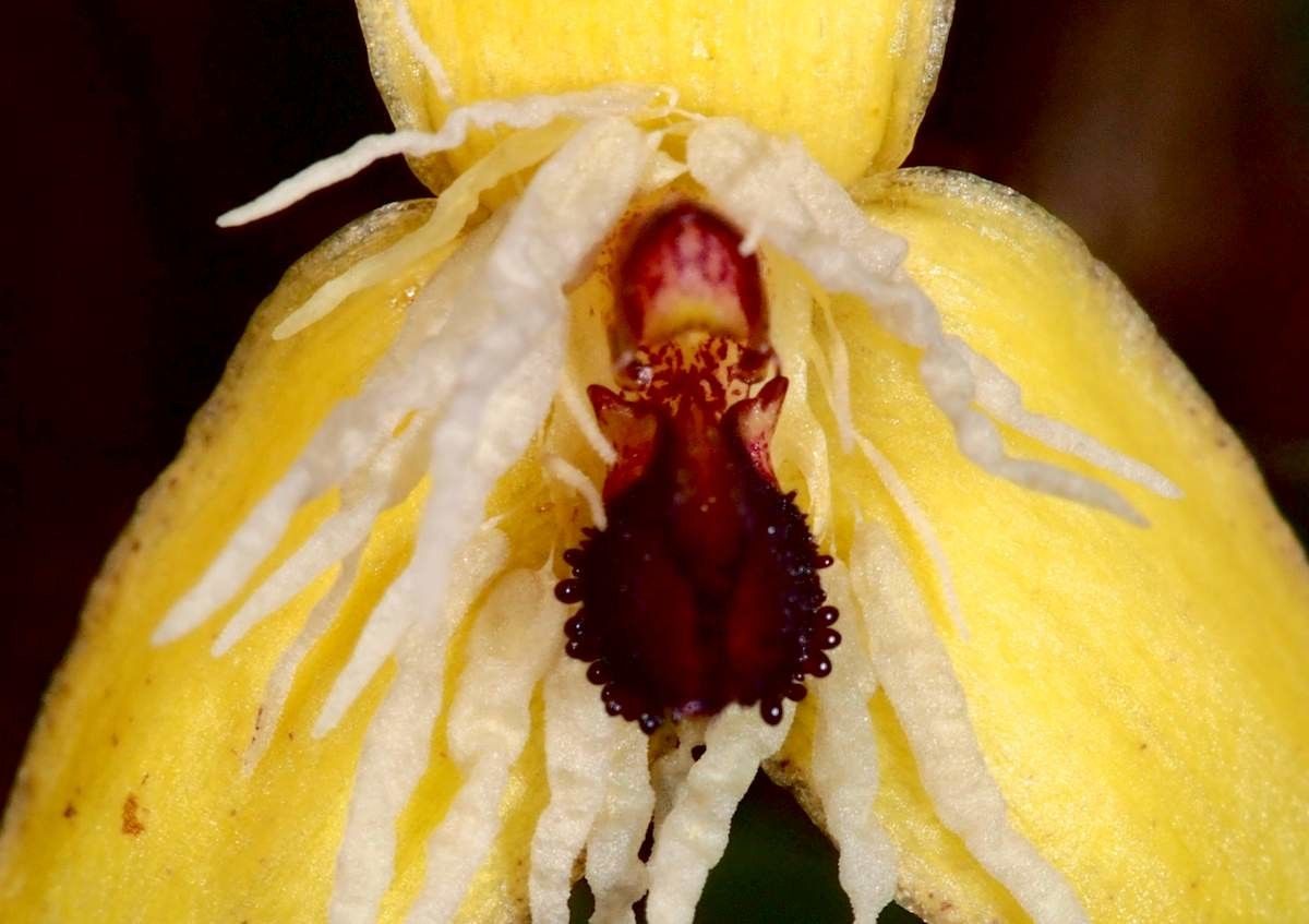 Bulbophyllum hexarhopalon flower