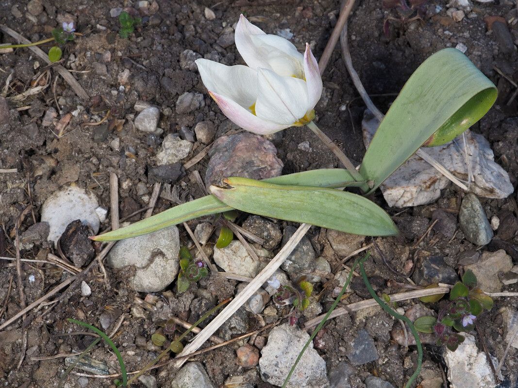 Tulipa biflora habit