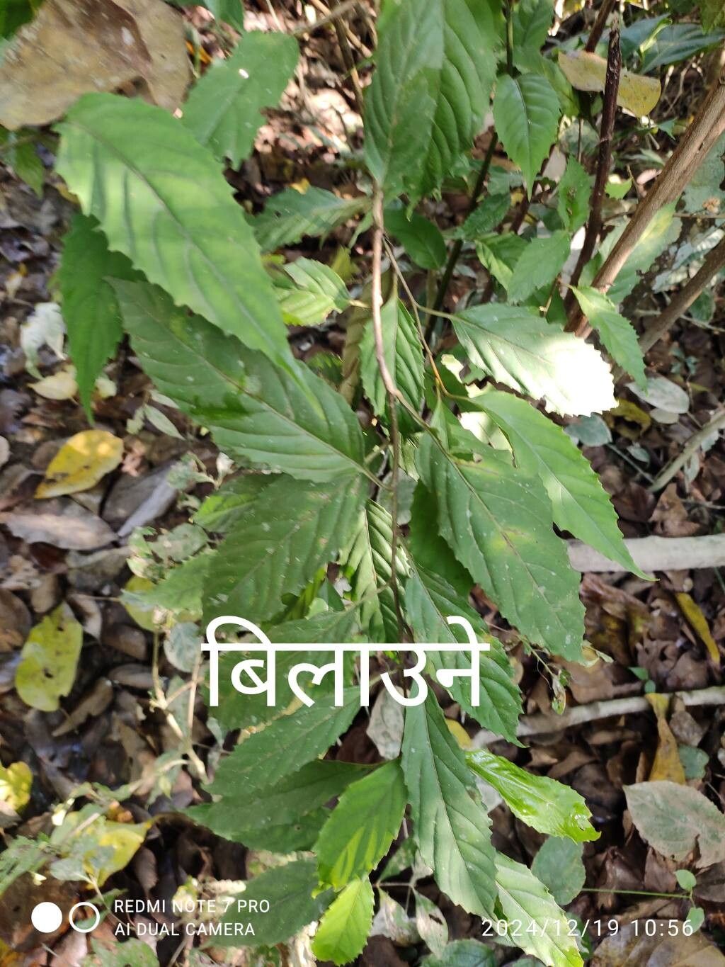 Maesa montana — houseplant care guide