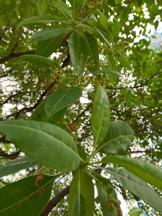 Fagraea fragrans fruit