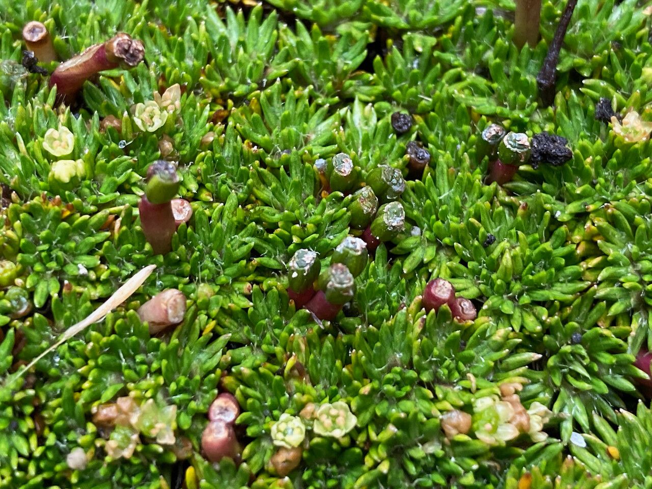 Azorella corymbosa fruit